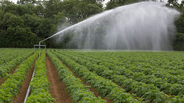 Use a durable slug pellet for peace of mind in potatoes