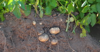 Potato Partnership to build on legacy of AHDB Potatoes