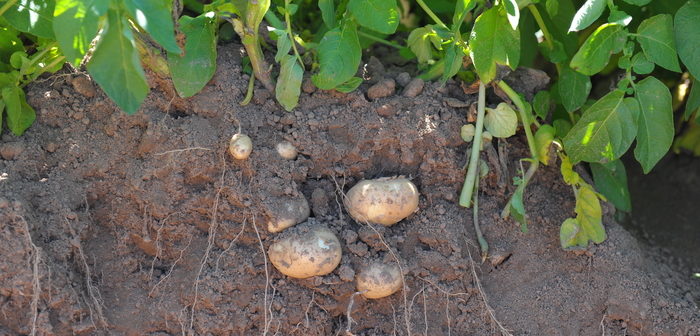 Potato Partnership to build on legacy of AHDB Potatoes