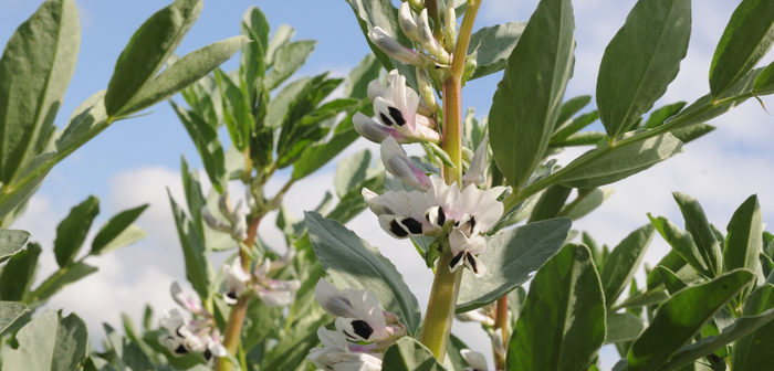 New protection for big bean crop