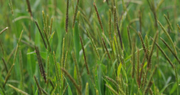 DNA loops provide clue to herbicide resistance in black-grass