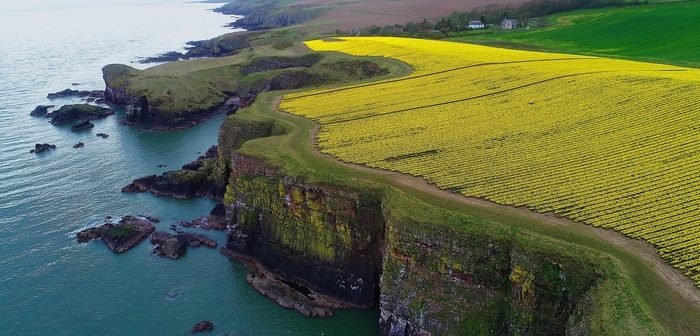 Two Scottish farming co-ops back project to tackle nematodes in daffodils and potatoes