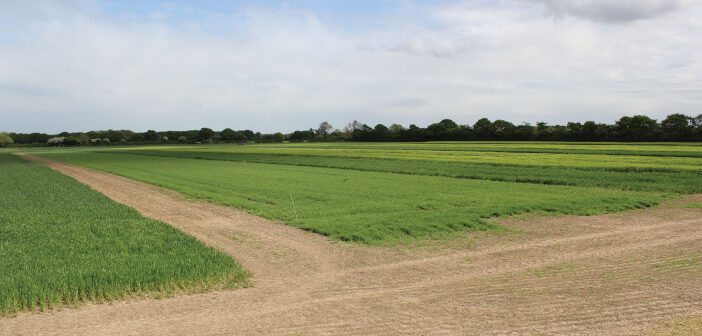 Field-scale trialling at Old Appleton