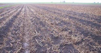 Decide now on crop haulm desiccation plans