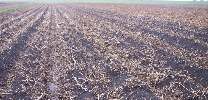 Decide now on crop haulm desiccation plans