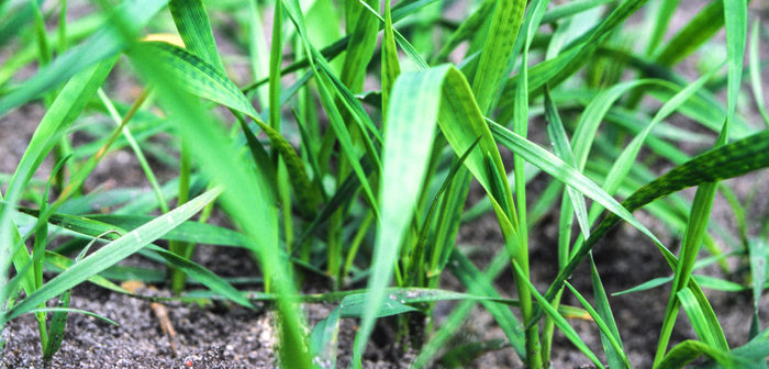 Foliar magnesium and manganese maximise nutrient use efficiency in face of fertiliser shortages