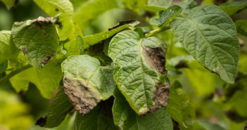 Exploiting soil microbiomes to fight potato late blight