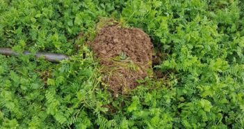 Phacelia and oil radish uncovered as soil saviours