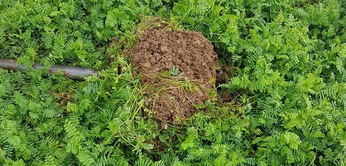 Phacelia and oil radish uncovered as soil saviours