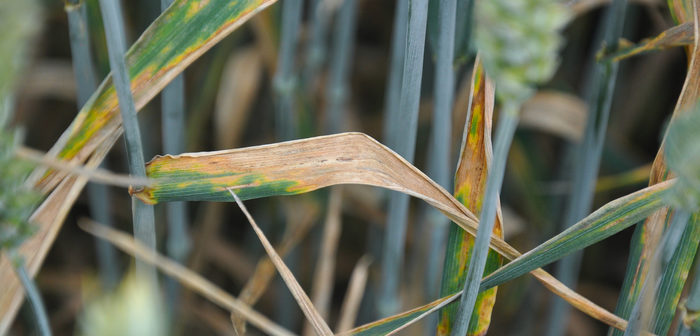 High fertiliser costs create double need for top-level wheat disease management