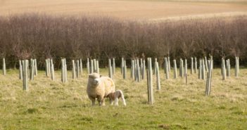 Pear trees planted in Allerton Project community orchard to celebrate ground-breaking research farm’s 30th anniversary