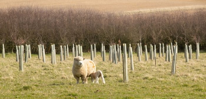 Pear trees planted in Allerton Project community orchard to celebrate ground-breaking research farm’s 30th anniversary