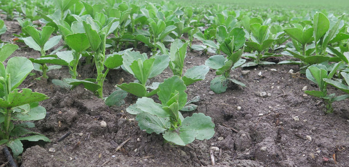 Bean crops under disease pressure