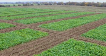 Innovative sugar beet varieties highlight importance of plant breeding