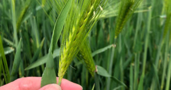 Fertiliser costs being discussed in Syngenta variety plots at this year’s Arable Event