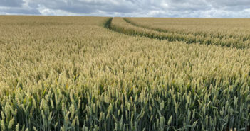 Fertiliser programme key to award winning crop yields