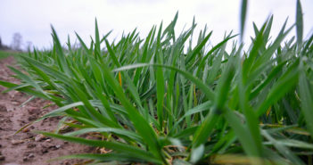 Check soil temperature for even better fertiliser use efficiency in hybrid barley